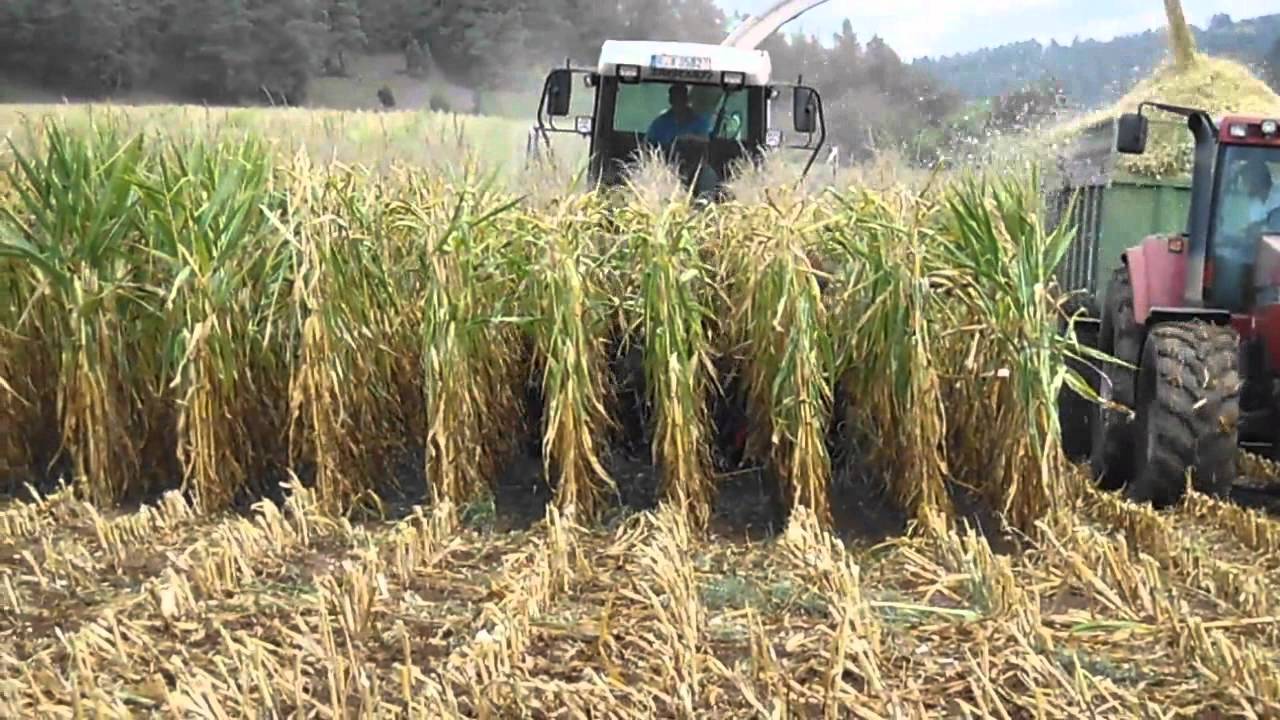 Claas Jaguar 830 mit Kemper 360 Plus [2015] [Case, Claas, Steyr] am Maish&auml;ckseln [Qumox]