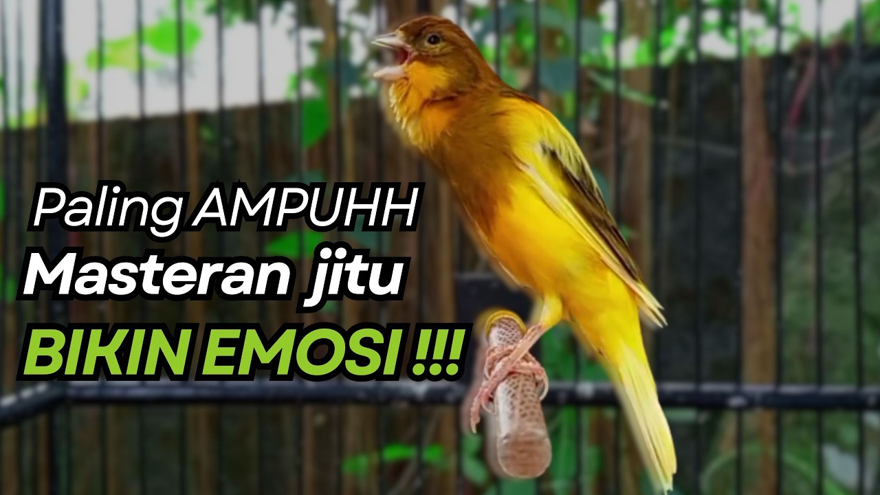 KENARI GACOR Cuit CUIT BIRAHI UNTUK PANCINGAN & MASTERAN Kenari PAUD AGAR BUNYI