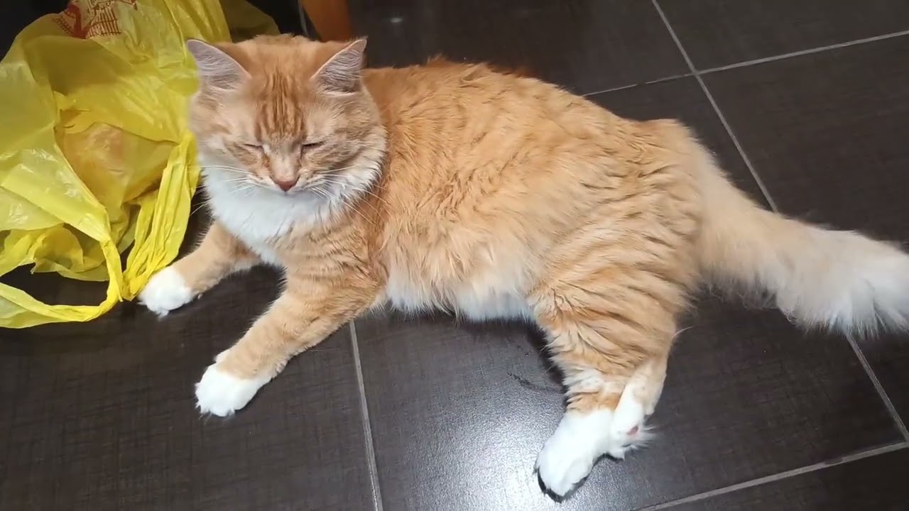 Кузенька, мурчательный и замечательный😻, выходные🤗