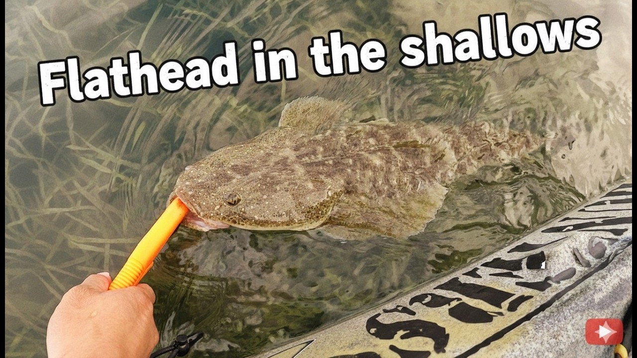 Sydney Kayak Fishing for Flathead in the Shallows
