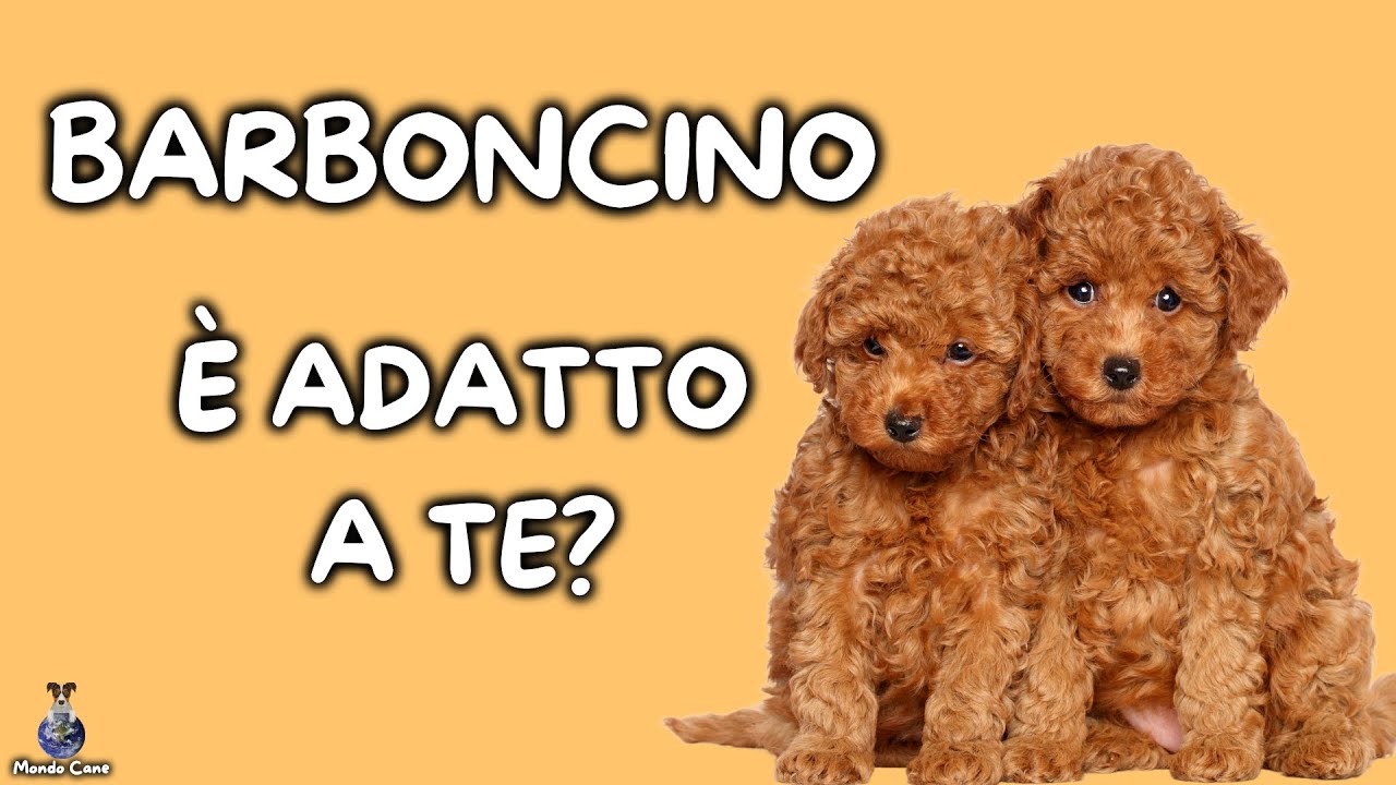 Barboncino: Cosa Sapere