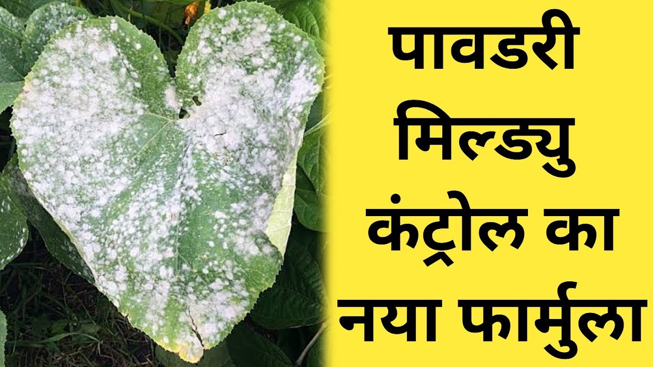 पावडरी मिल्ड्यु कंट्रोल का नया फार्मुला