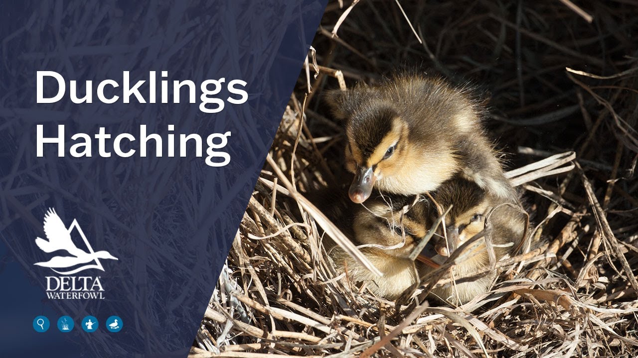 Ducklings Hatching — Another Delta Hen House Success