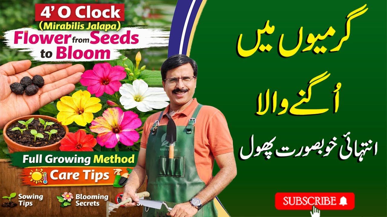 4 O&rsquo; Clock Flower ( Mirabilis Jalapa) from Seeds to Bloom | Full Growing Method, Care Tips