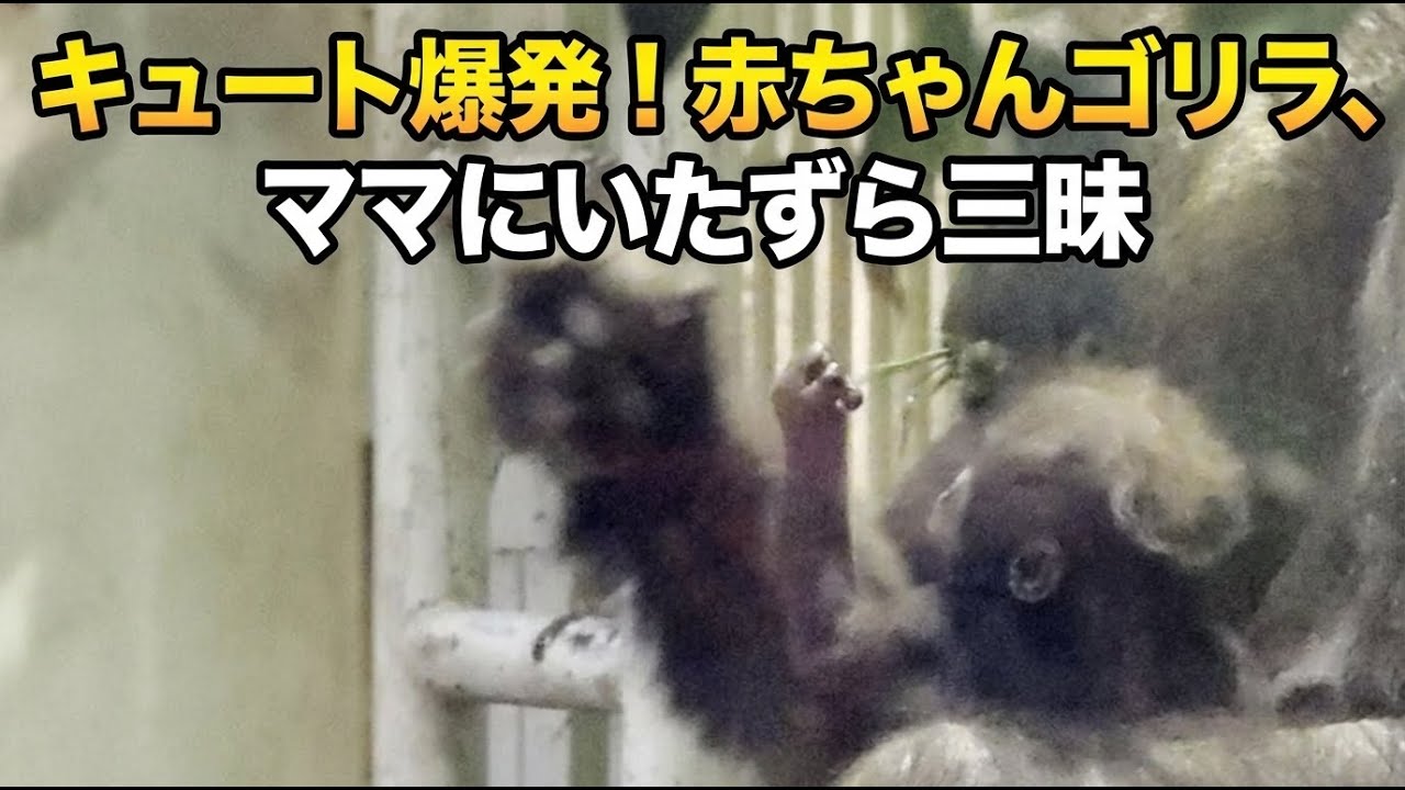キュート爆発！赤ちゃんゴリラ💗ママにいたずら三昧【京都市動物園】