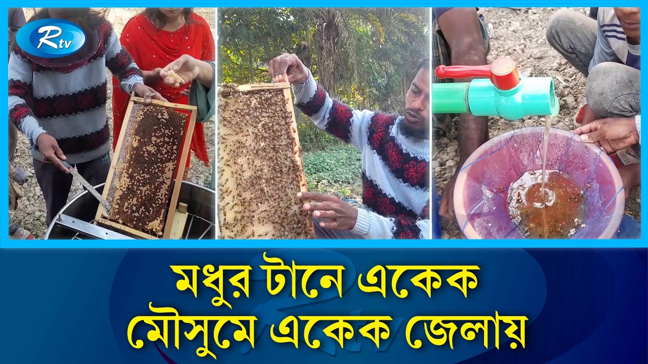 ঘুরে ঘুরে সংগ্রহ করছেন মৌসুমি ফুলের মধু | Honey | Rtv News