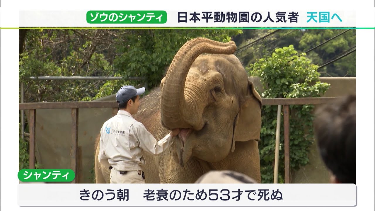 「シャンティとの時間は人生の一部」30年世話した飼育員との思い出　日本平動物園の人気者ゾウ“天国へ”（静岡県）