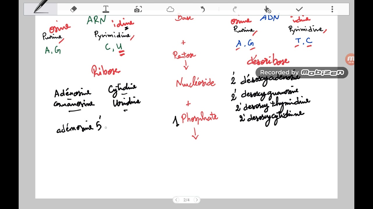 Nomenclature des acides nucléiques