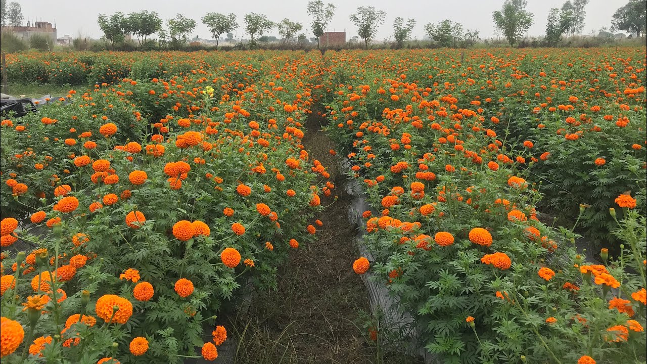 Marigold update #trending #update #marigold #vlog #farming #agriculture @KSDKFarming