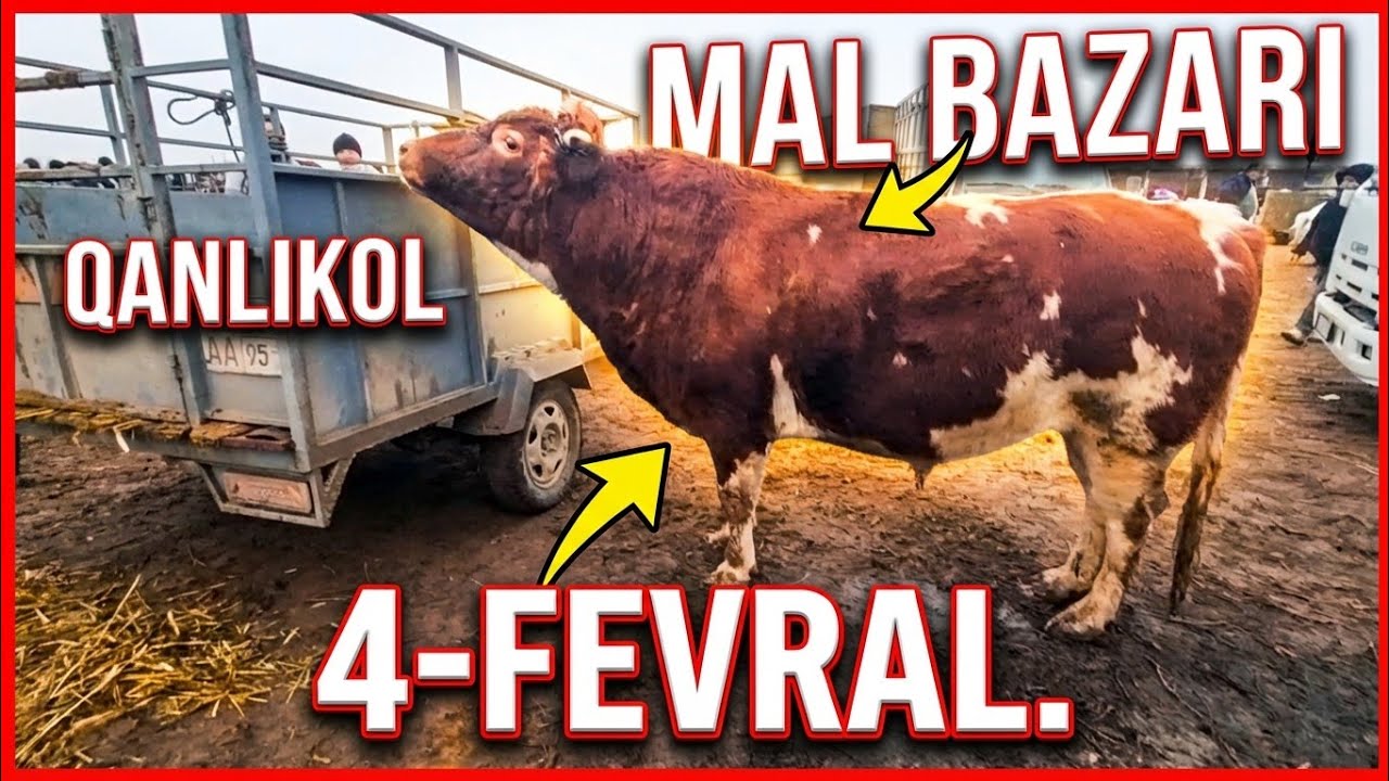 4-ФЕВРАЛЬ/КАНЛЫКОЛ МАЛ БАЗАРЫ/СКОТНЫЙ РЫНОК/BUQALAR/BIG BULLS IN THE WORLD/BIG COW