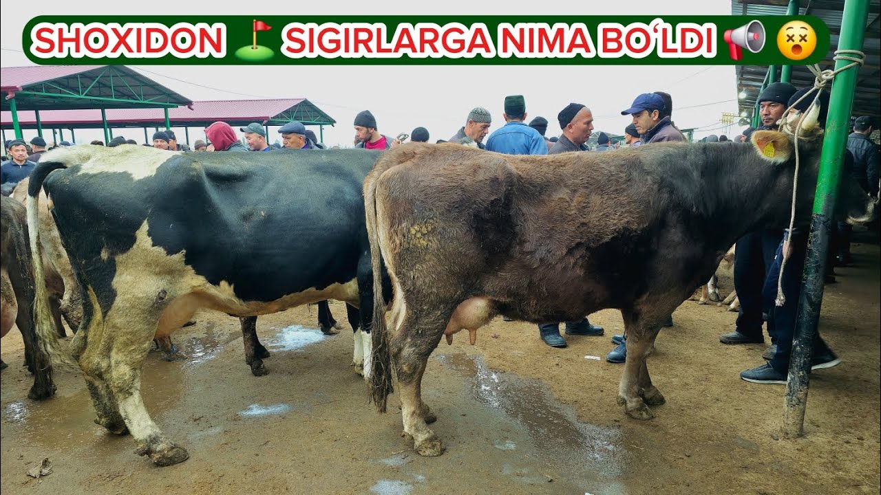 SHOXIDON ⛳️ Namanganliklarga Qoyil 👍👍👍 #dangalsavdo #namangan #molbozor #chorva #cow #narx #2026  