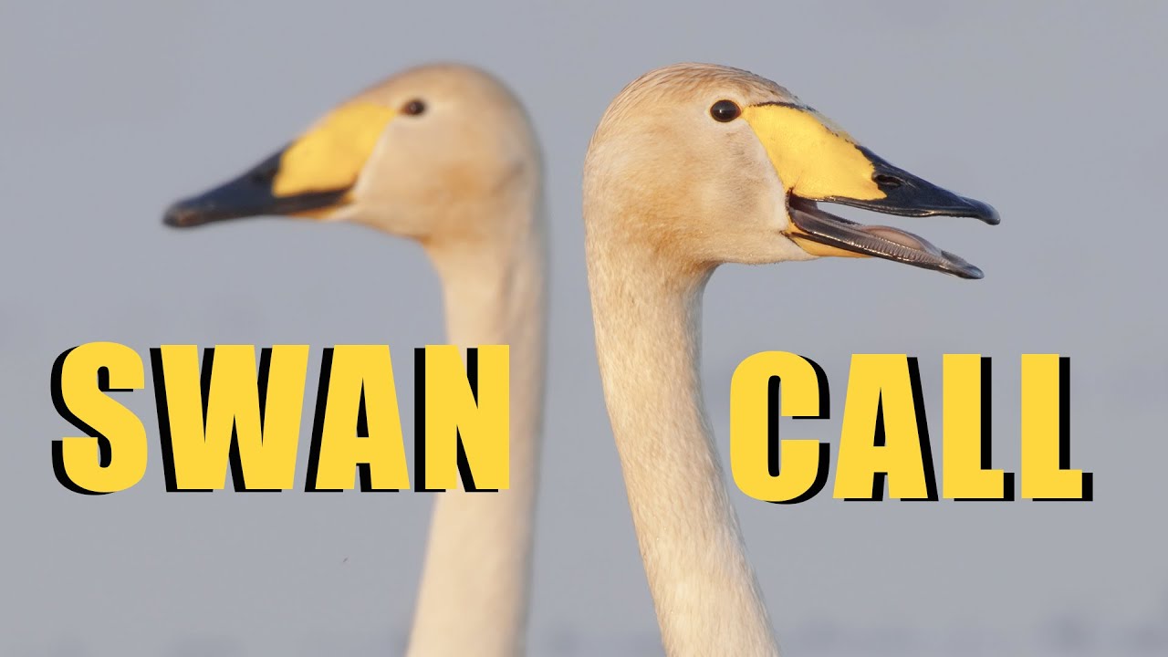 Bird sounds - SWAN call in the spring lake