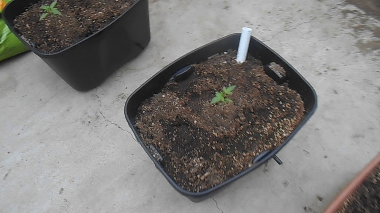 Outdoor grow 2019 may 1st 2019