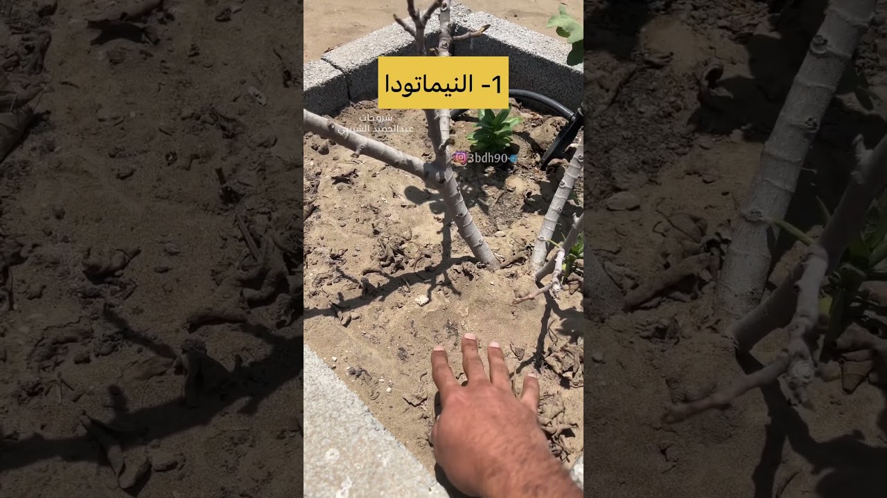 سبب عدم نمو الاشجار #اشجار #زراعة #زراعه