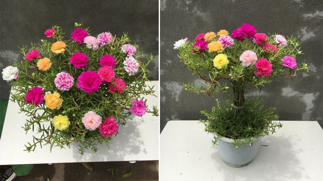 How to grow portulaca bonsai desktop, beautiful and easy