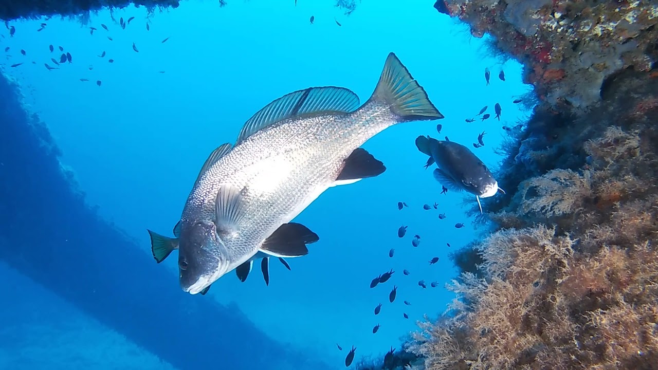 Tauchen im Naturreservat Ibiza 2021