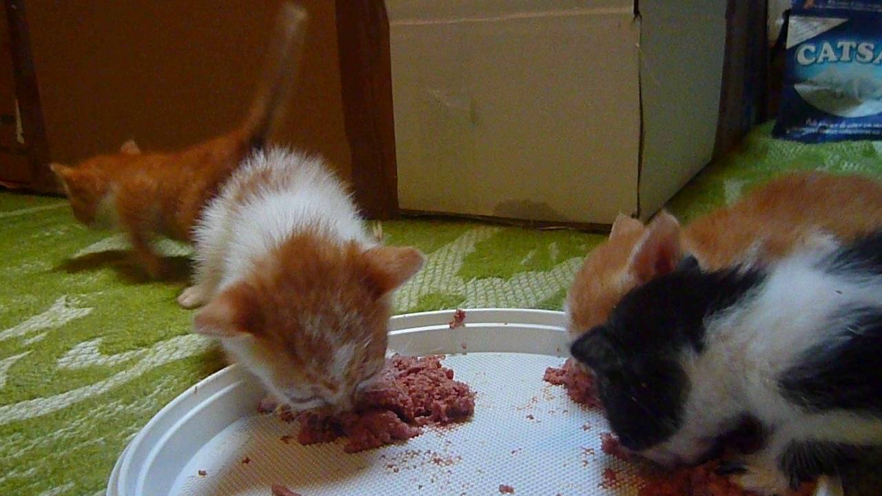 Kittens eating cat food for the first time.