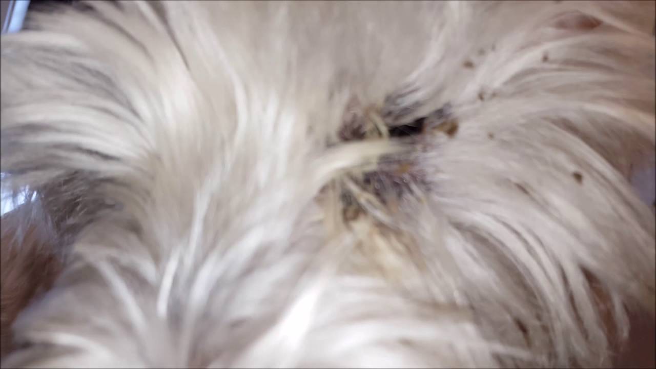 Allergies At Westie Dog