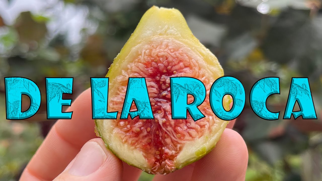 Fig Variety Review: De la Roca