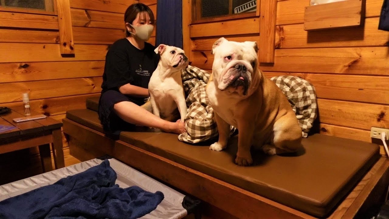 Yogibo以外で寝る事に一抹の不安を覚えるブルドッグ