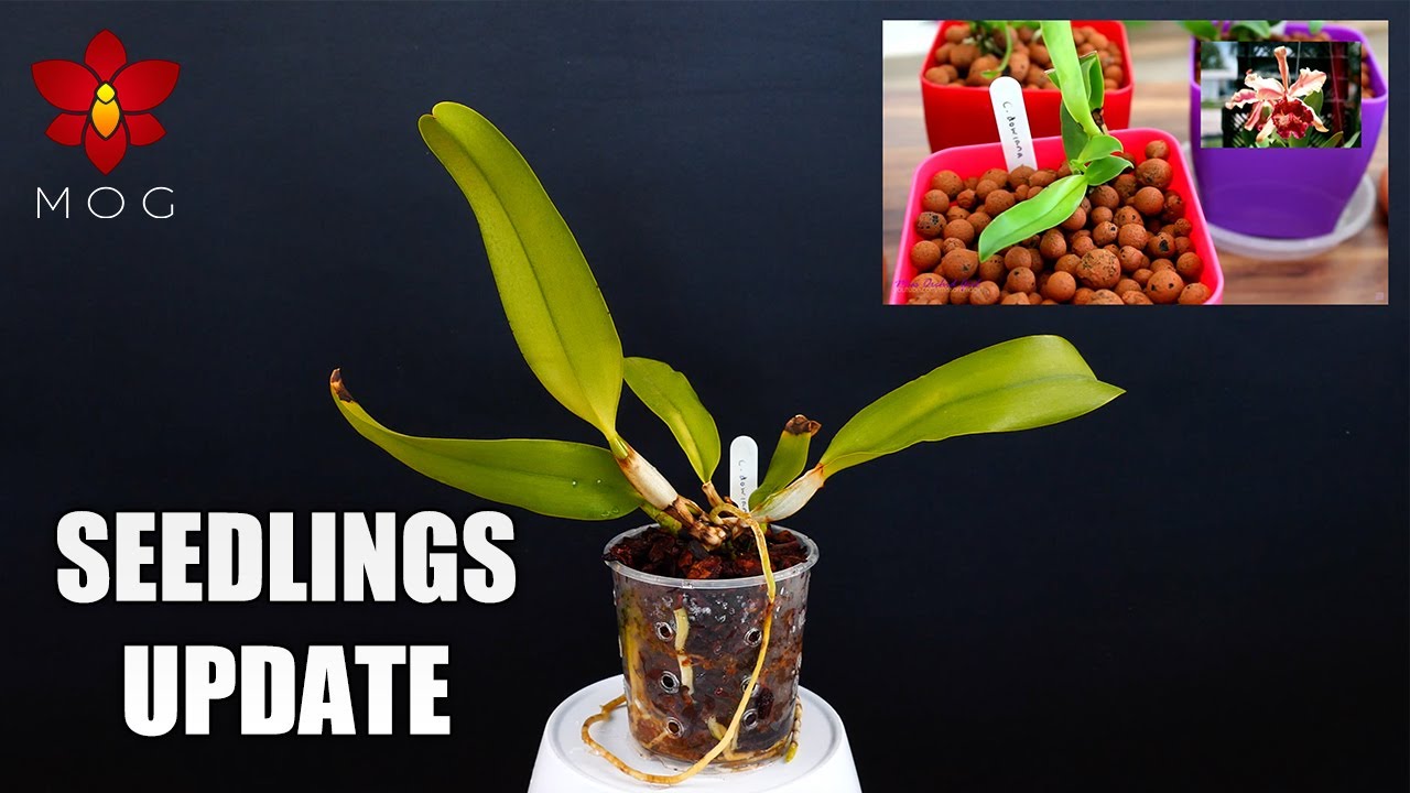 Cattleya Orchid Seedlings Update - They grow so fast... NOT!