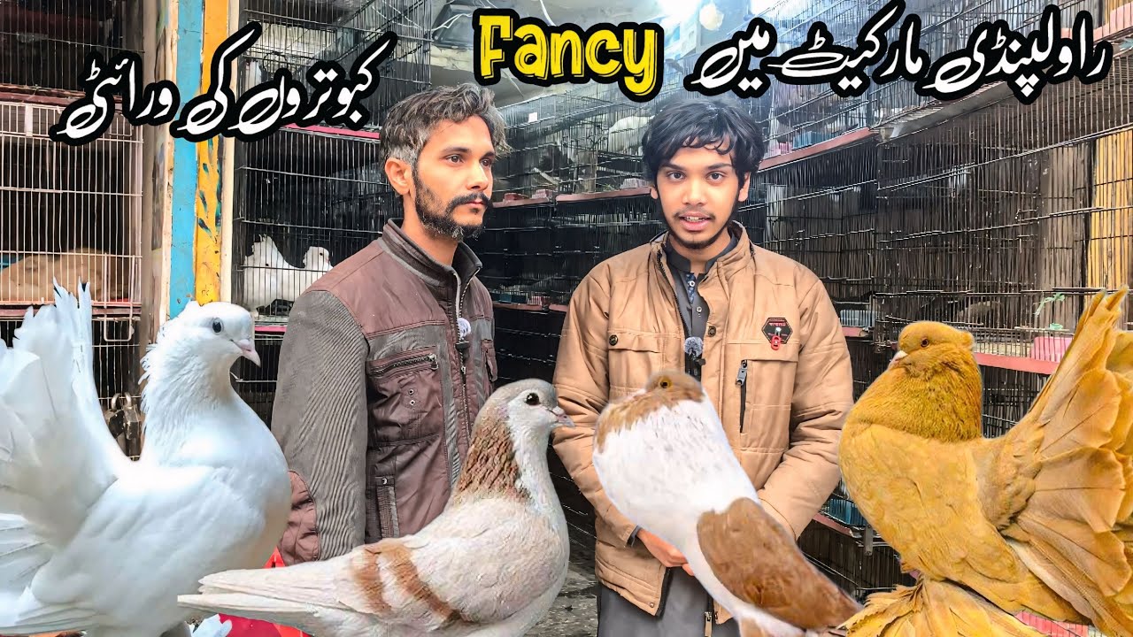 Rawalpindi college Road | Fancy Pegion Lucky Kabootar , Shirazi kabootar Shop | Shahzain Animal vlog