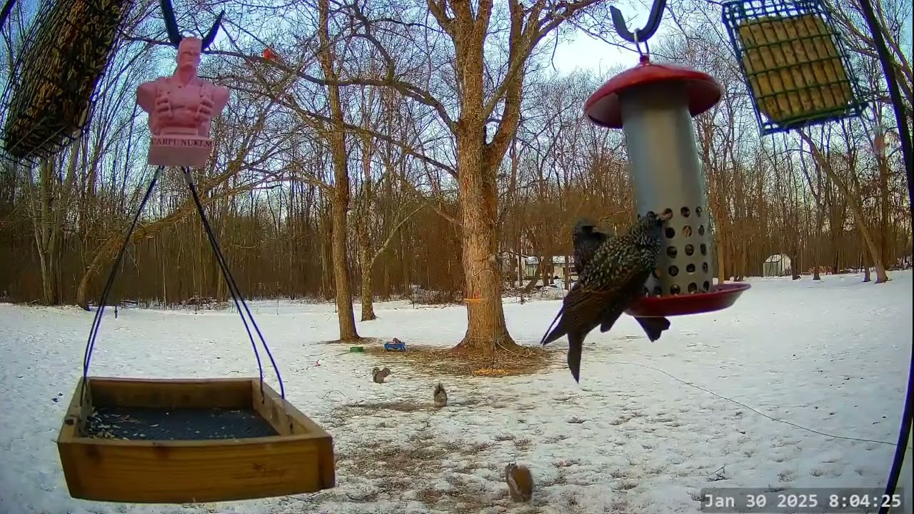 Winter Bird, Deer & Critter Cam 1