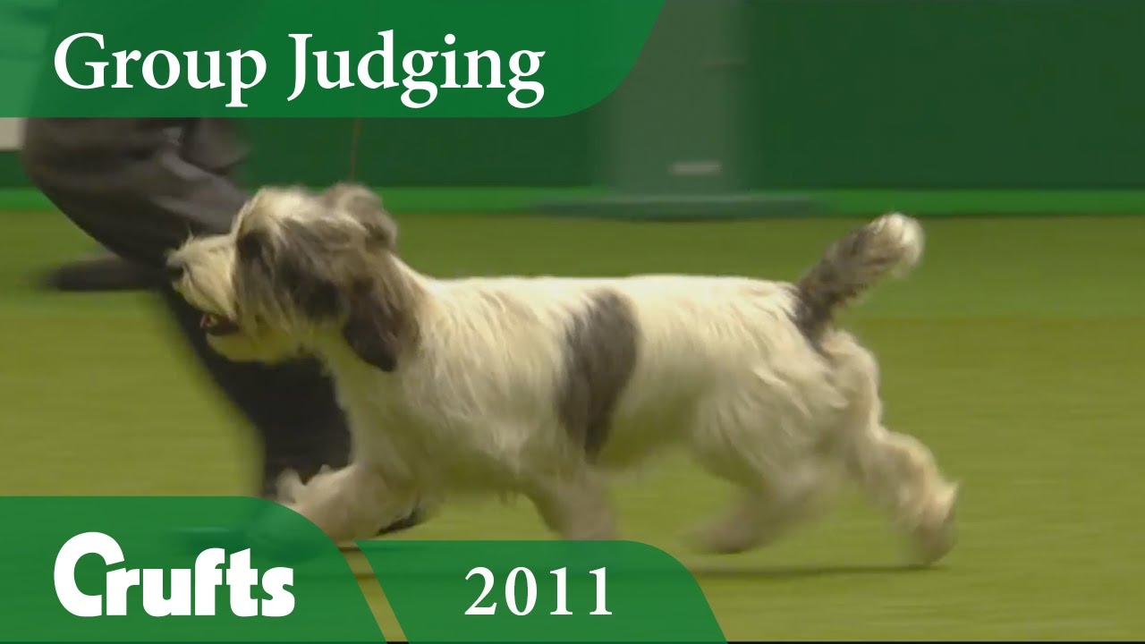 Petit Basset Griffon Vendeen wins Hound Judging at Crufts 2011 | Crufts Dog Show