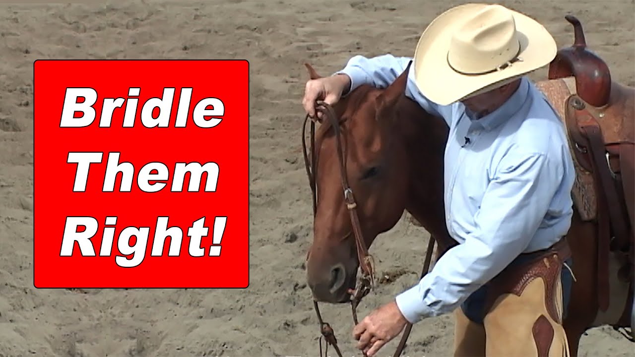 How to Bridle Your Horse, Adjust the Bit & Curb Chain - Good Bridling Method