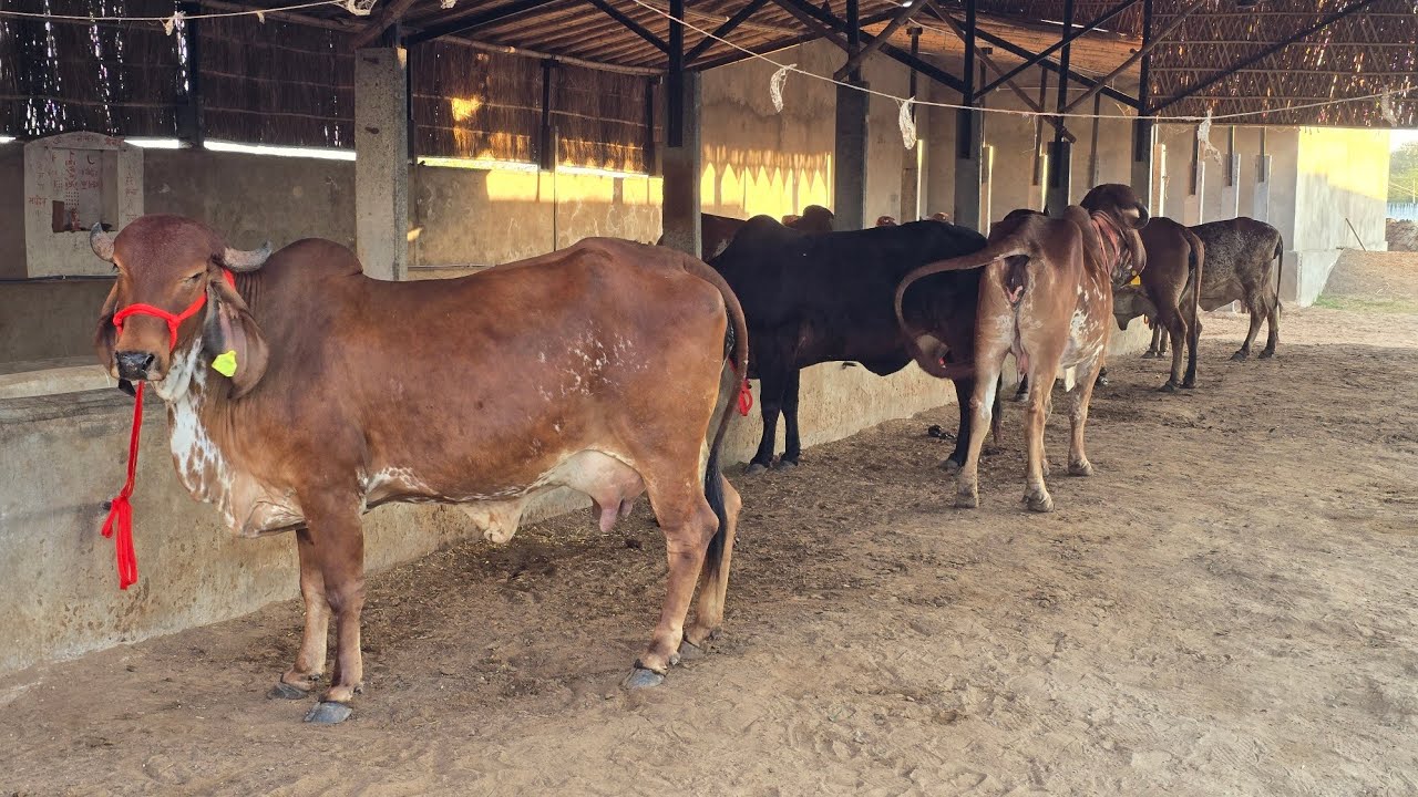 My farm all top 