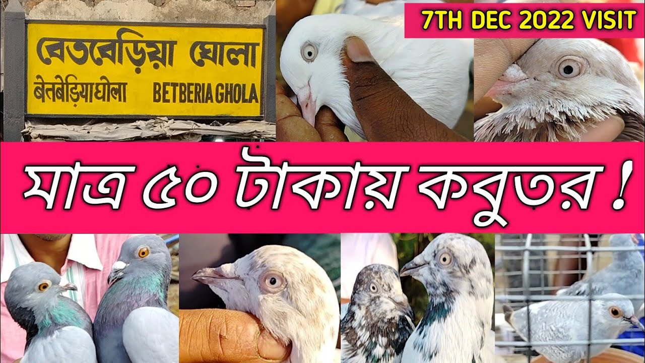 বেলেগাছি কবুতর মার্কেট || Betberia Belegachi New Kabutar Market ||Vlogger Eyamin || Ep-2 ||