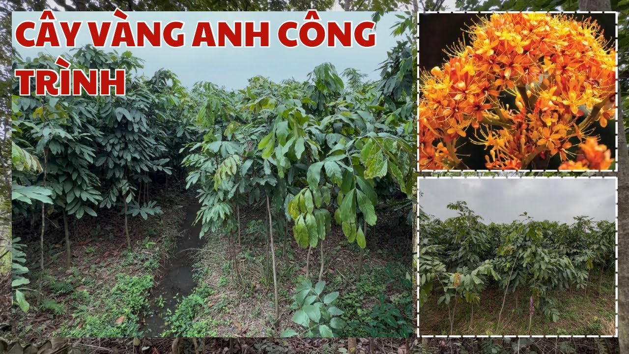 CÂY VÀNG ANH - HOA CÔNG TRÌNH ĐẸP KHÔNG THẾ BỎ QUA DÒNG CÂY NÀY - 0798 414 414