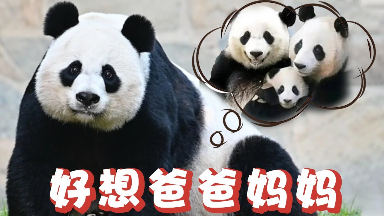 小奇迹还是与爸妈分开，基地下雪也只能独自一熊欣赏，但只要知道对方过得好就是幸福的！【追娱秀场】
