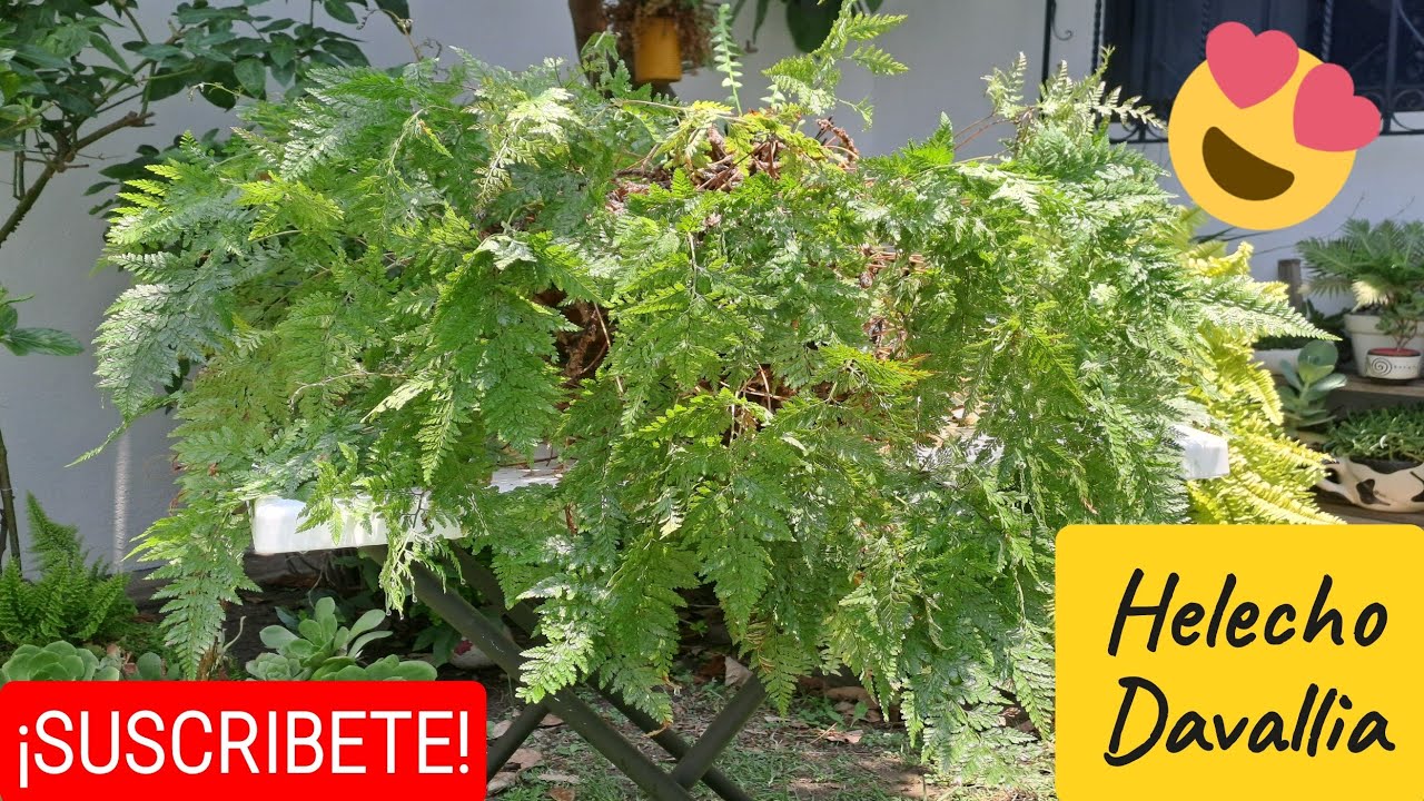 COMO MANTENER hermoso tu HELECHO pata de CONEJO o ARAÑA 😍| El jardín de mis amores  