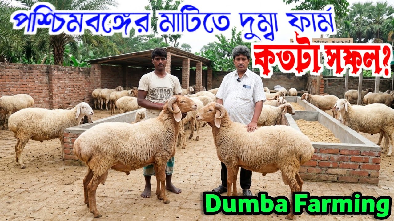 Dumba Farming/পশ্চিমবঙ্গে দুম্বা ফার্ম কতটা সফল? কোন জাতের দুম্বা পালন করবেন ? @agriculturediary 