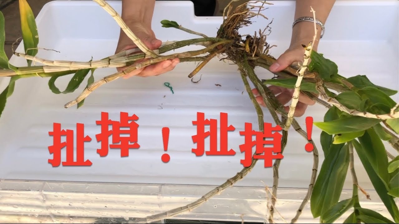 兰花-想要石斛兰健康复花，必须这样做 Repotting the DENDROBIUM AMETHYSTOGLOSSUM after blooming