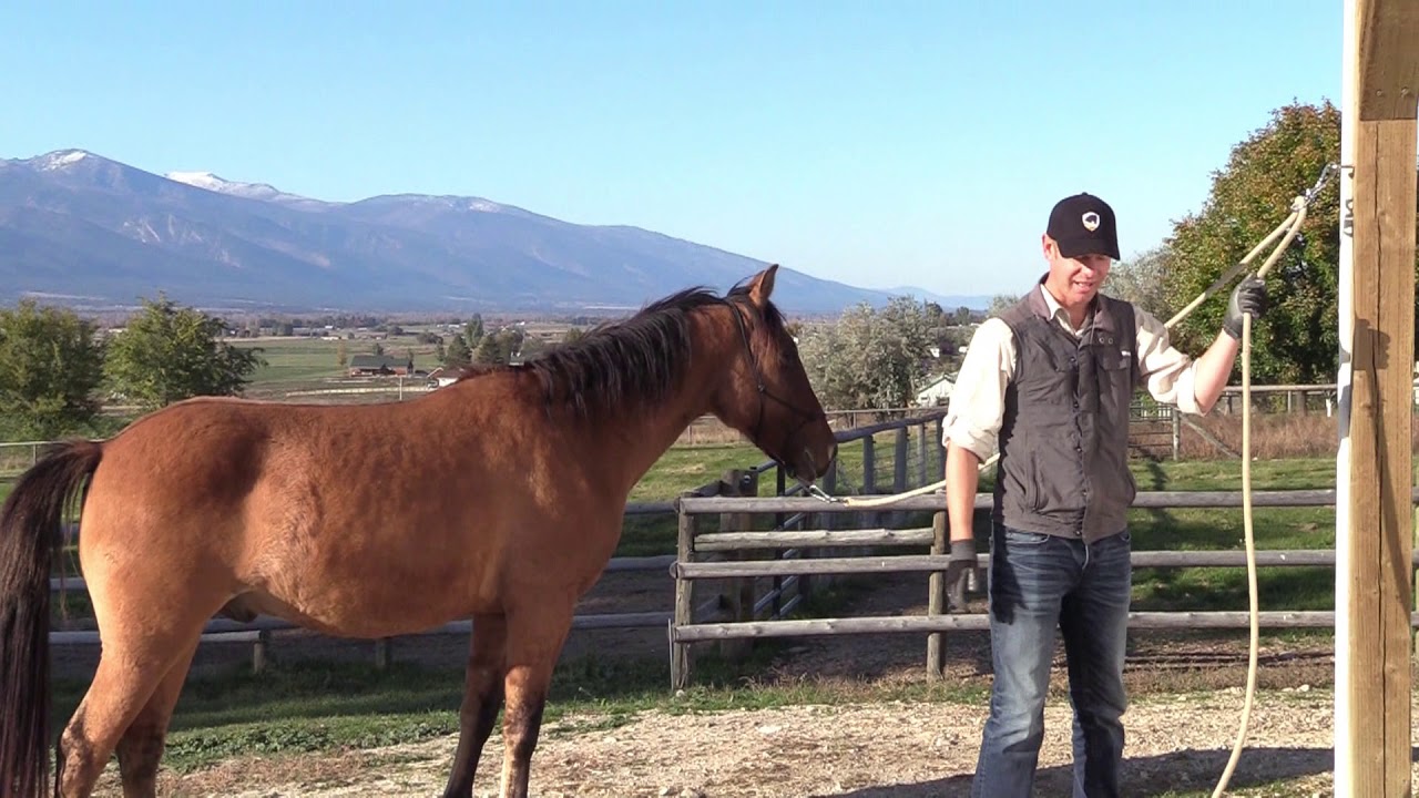 HORSE THAT PULLS BACK