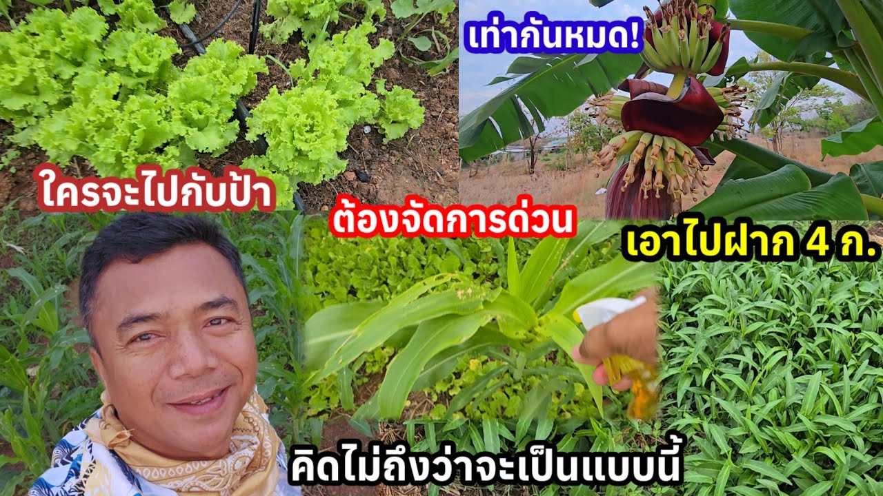 สุดตกใจ..สวนผักทำไมถึงเป็นแบบนี้..เท่ากันได้ไง! ใครจะไปกับป้า?