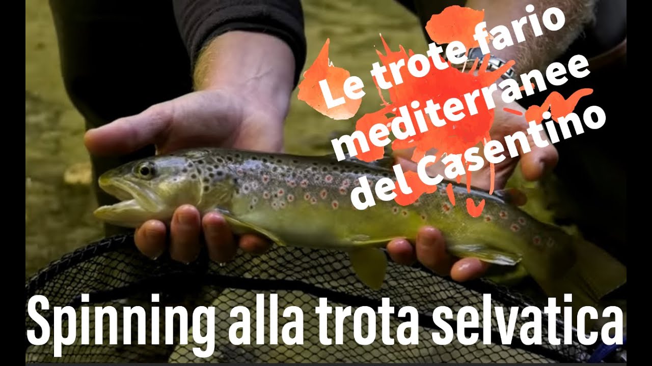 Le trote del Parco Nazionale delle Foreste Casentinesi (AR) - FORME D'ACQUA