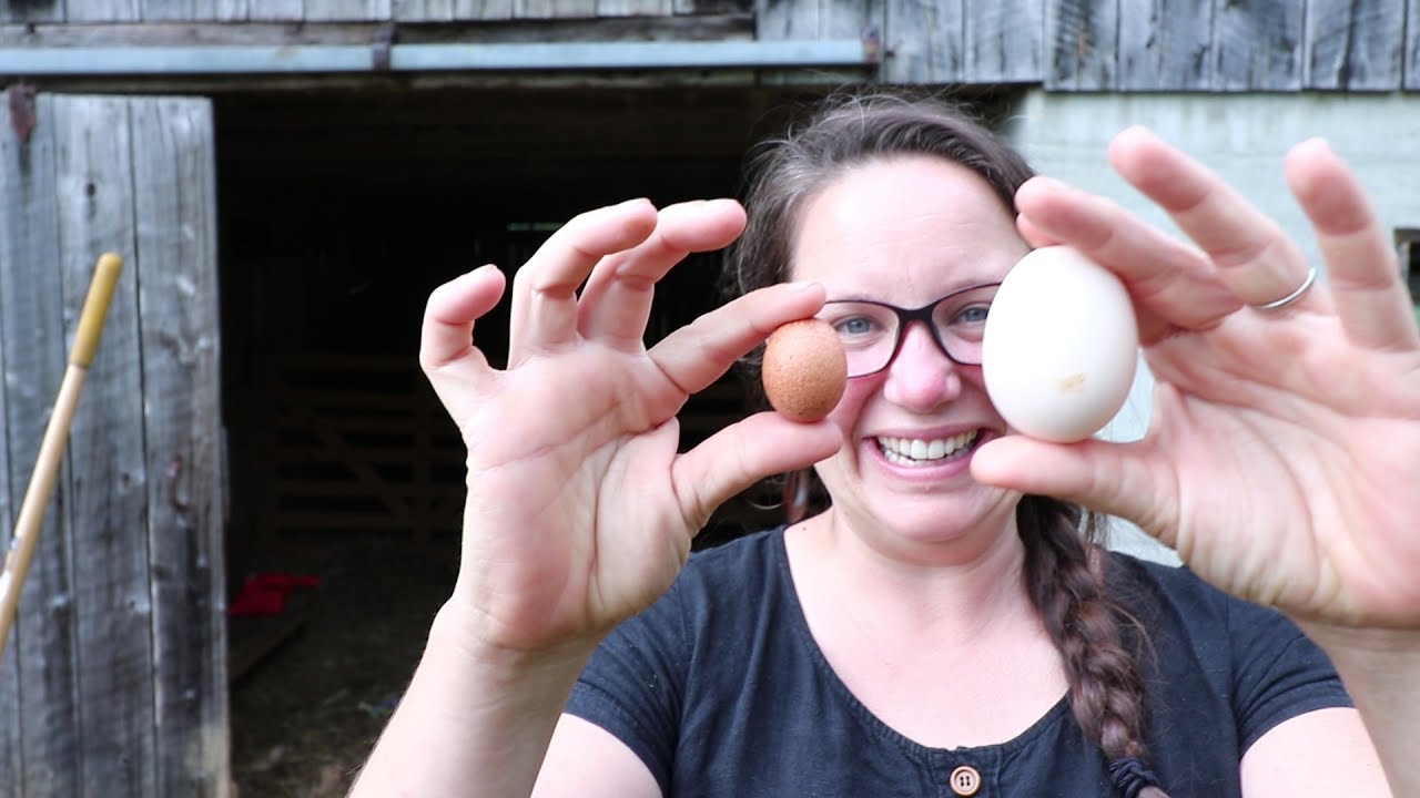 How To BREAK BROODY HENS and GET THEM LAYING again