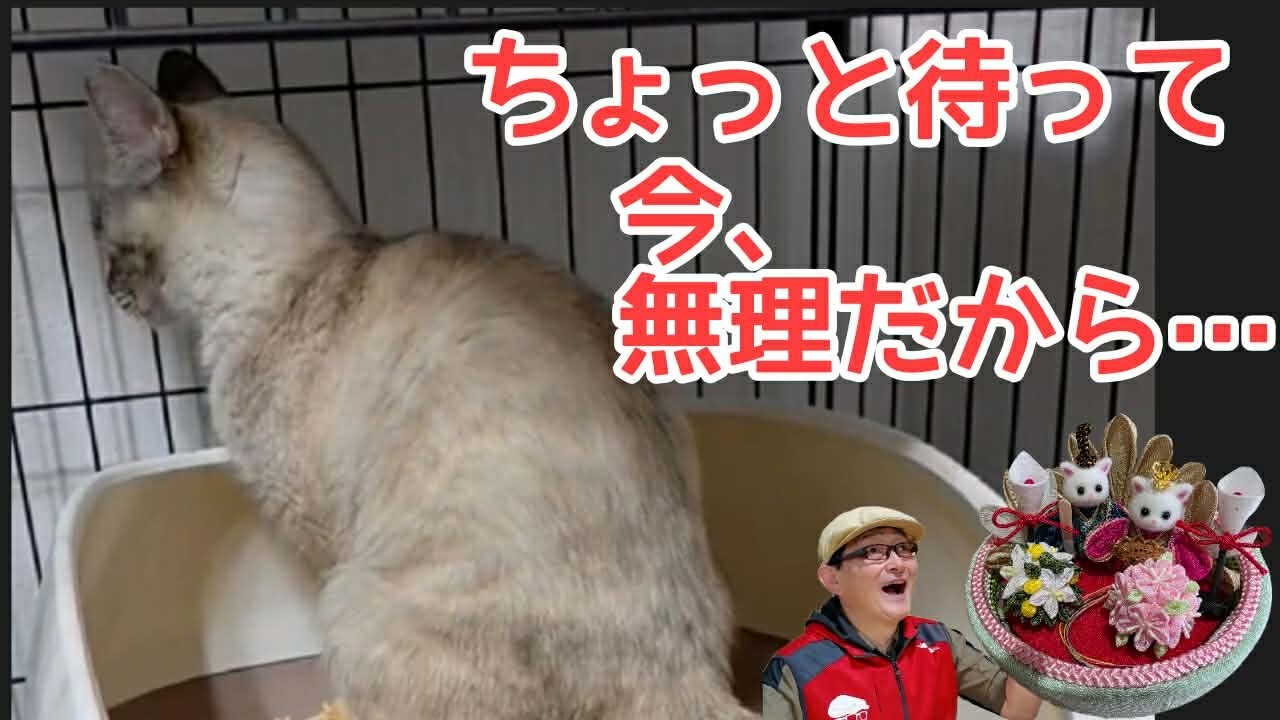 ちょっと待って ！今、無理だから・・・シックスカートとみほつ姫のヒメちゃん日記