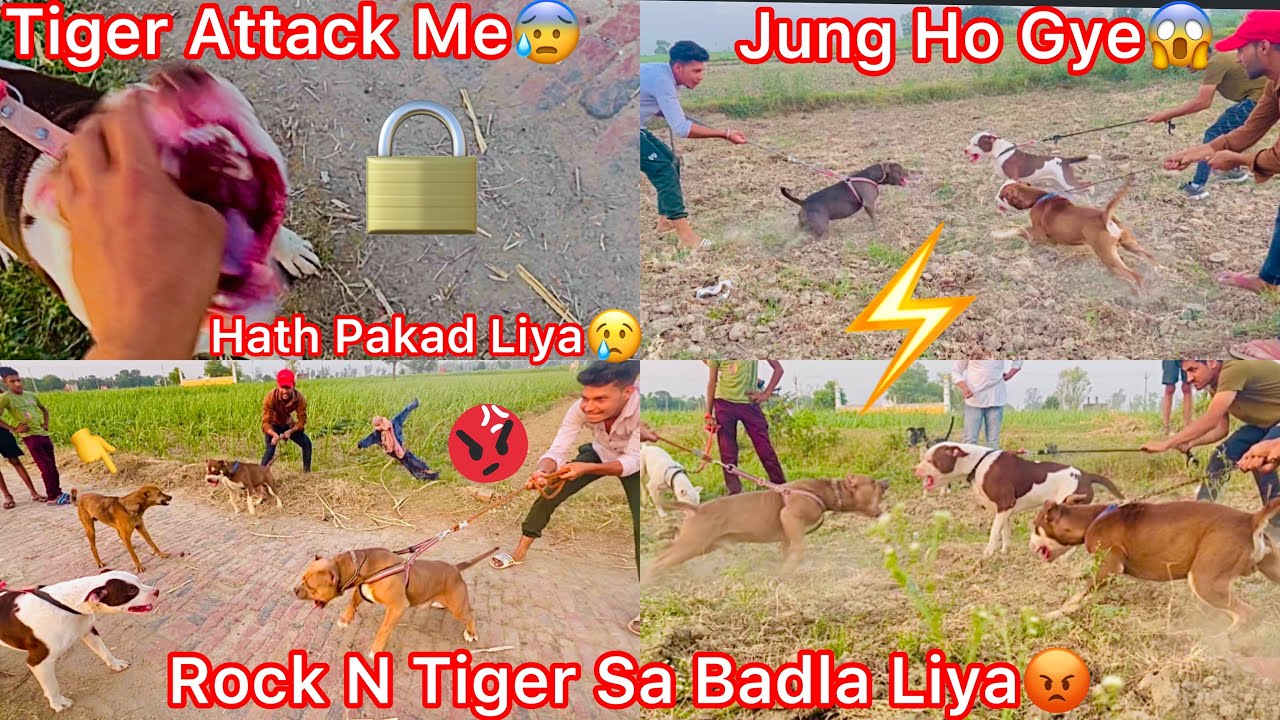 Pitbull Attack Me😨|| Rock N Tiger Gang Sa Badla Liya😡|| Dogs Ki Jung Ched Gye