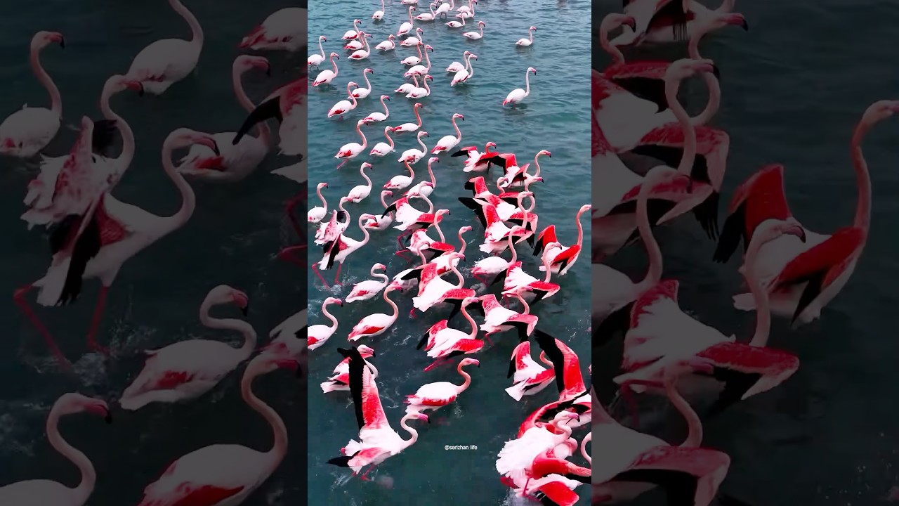Казахстан Мангистау Фламинго🦩😍😍😍#shortvideo #shorts