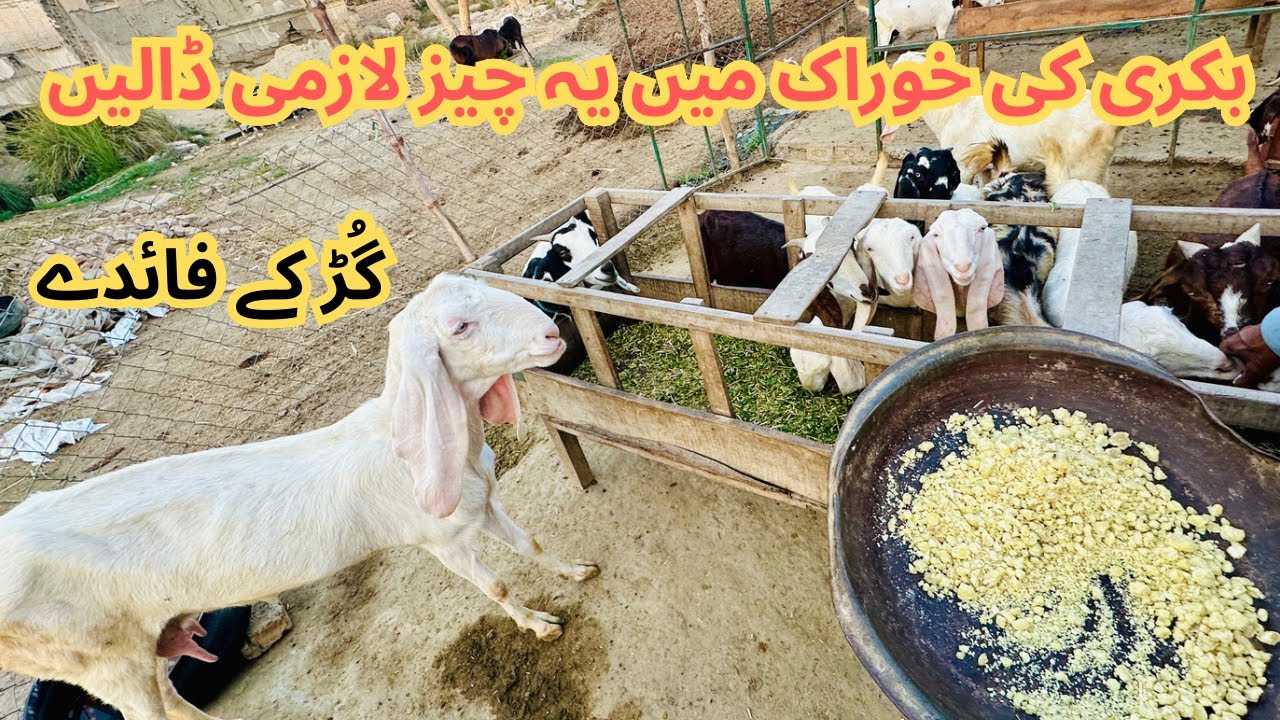 Bakri ki khurak | Best diet for goat farming | Qurbani 2026 #goatfarming #bakrafarming #farming 