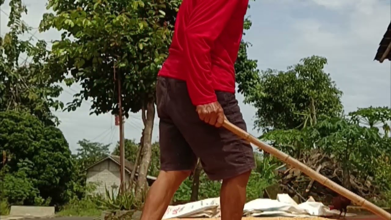 Mengeringkan jagung