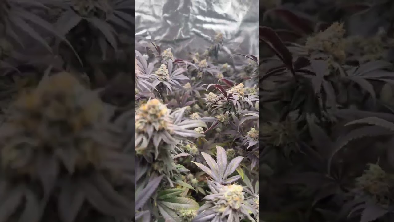 Slurricanes ready to harvest #dank #za #gas #smoke