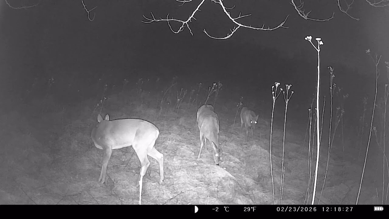 What Is On My Game Camera