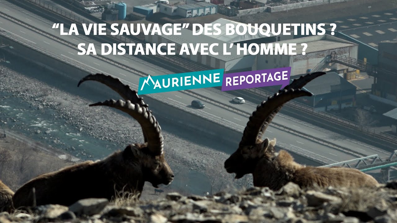 Maurienne Reportage # 312 “la vie sauvage” des bouquetins ? Sa distance avec l’homme ?