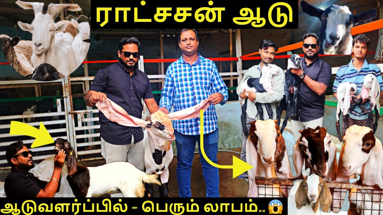 ராட்சசன்  ஆடு |  எந்த மாதிரி ஆடுகள் வளர்ப்பில் லாபம் அடையலாம் | pure hyderabadi baby goat