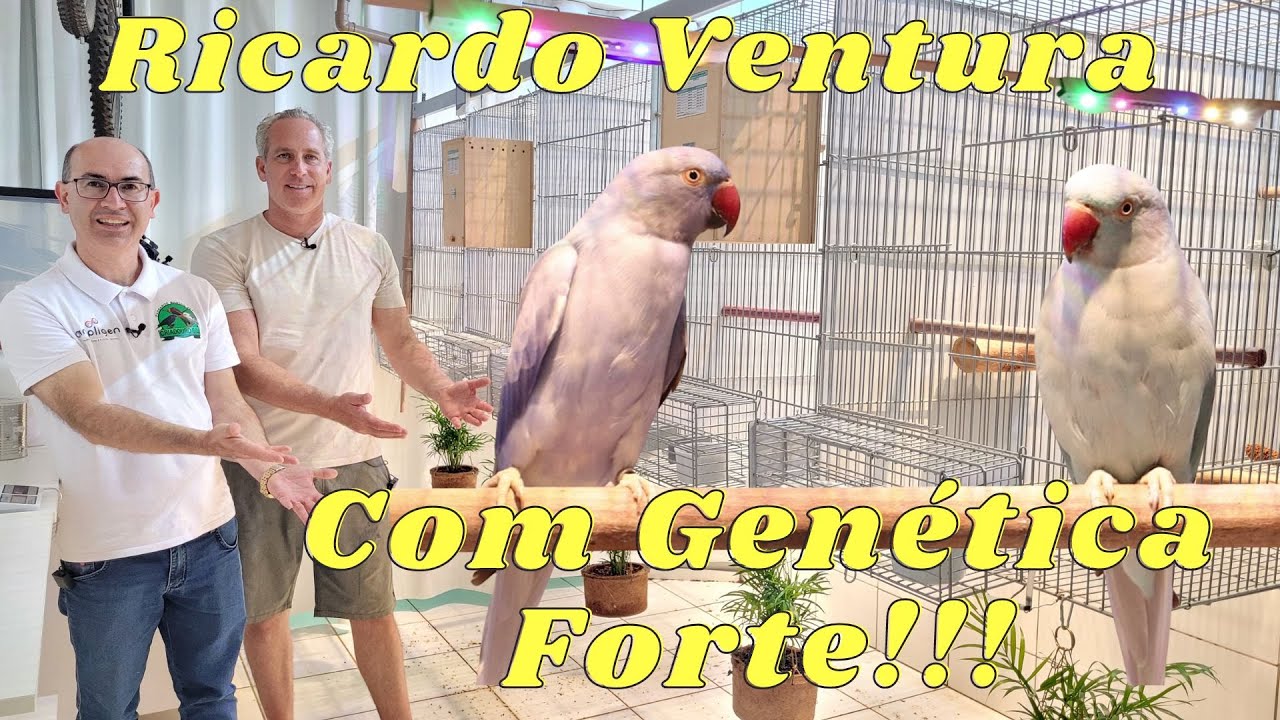 ALÉM DA GENÉTICA EM RING NECK RICARDO VENTURA TEM CRIADOURO EXEMPLAR!!!